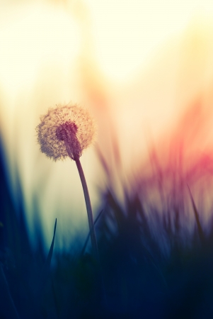 Tiny Spring dandelion Tiny Spring dandelion