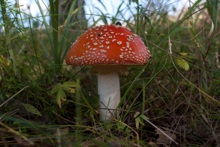 amanita muscaria