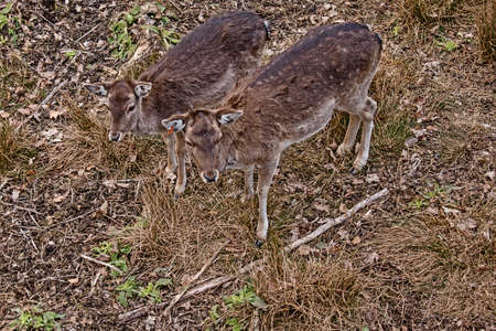 European fallow deer Animalsの写真素材