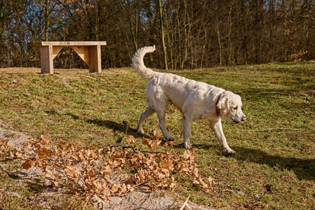 Golden Retrieverの写真素材