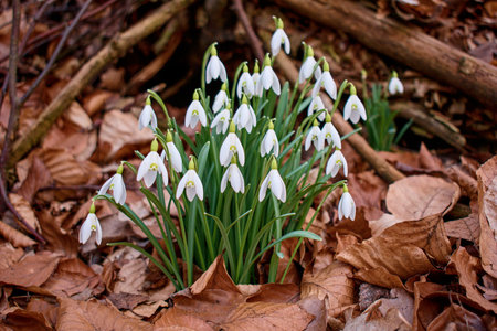 Snowdrop snowdropの写真素材