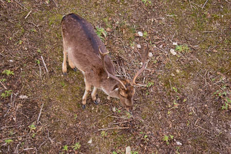European fallow deer Animalsの写真素材