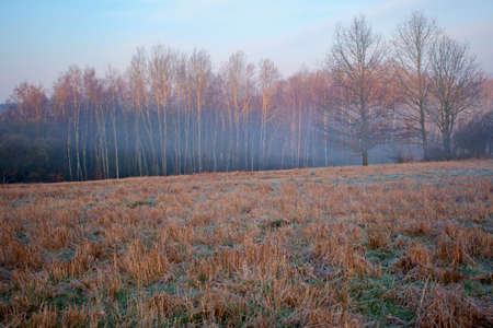 Morning fog on the edge of the fieldの写真素材
