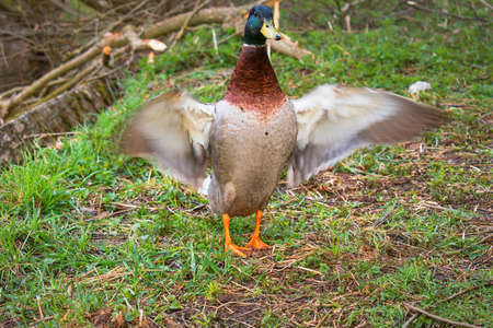 The mallard is our largest floating duck.の写真素材