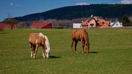 Horses in the paddock of Karlovy Varyの写真素材