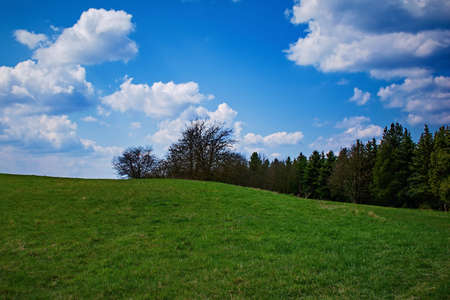 Spring meadow on the edge of the forestの写真素材
