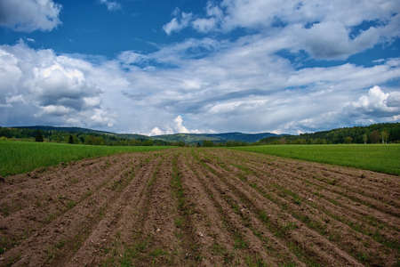 Spring meadow on the edge of the forestの写真素材