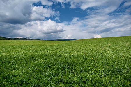 Spring meadow on the edge of the forestの写真素材