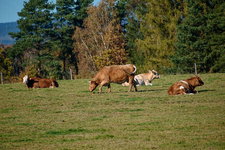Agricultural Cattle Grazing Cows Czech Republicの写真素材