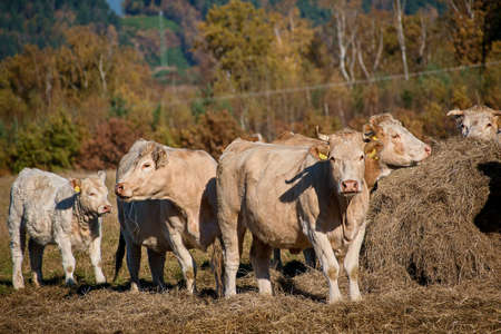 Agricultural Cattle Grazing Cows Czech Republicの写真素材