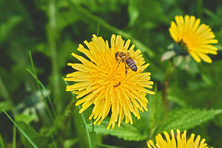 Honey bee on yellow dandelion flower on green meadowの写真素材