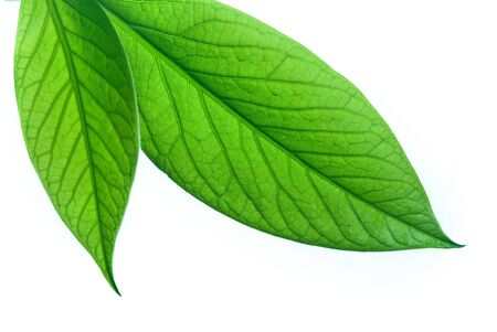 Close-up of green leaf