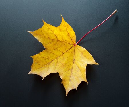 Autumn yellow leaf of mapleの写真素材