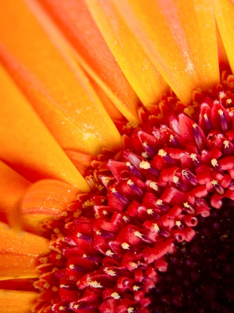 Closeup photography of gerbera flowerの写真素材