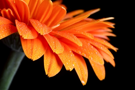 Flower of gerbera on a black backgroundの写真素材