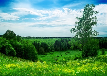 Landscape photography of blooming meadow and forestの写真素材