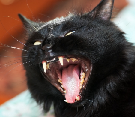 Photography of roaring furious black catの写真素材