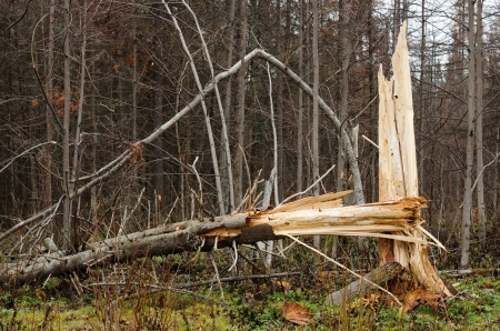 Fallen tree in autumn forest