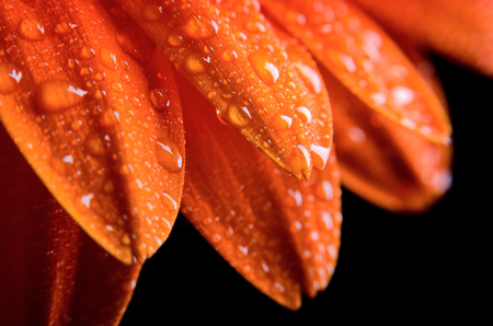 Flower of gerbera on a black backgroundの写真素材
