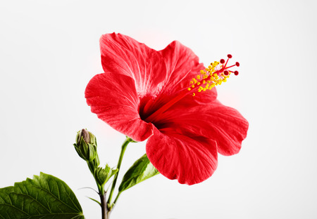 Hibiscus red flower on a gray backgroundの写真素材