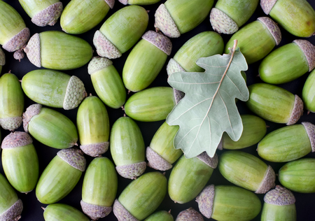 Piled heap of green acorns and oak leaf