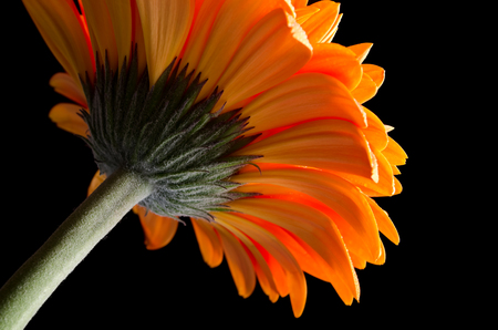 Orange gerber flower on black isolatedの写真素材