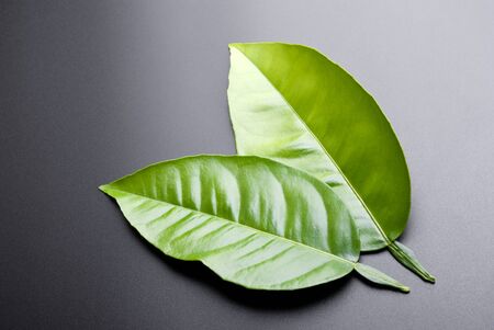 Two green leafs on a blackの写真素材