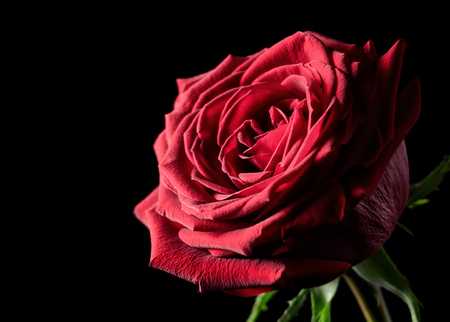 Red rose flower over blackの写真素材