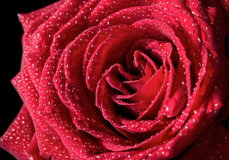 Morning dew on rose petalsの写真素材