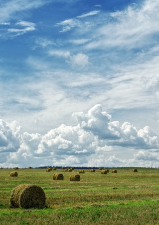 Landscape photo of rolled hay on a fieldの写真素材