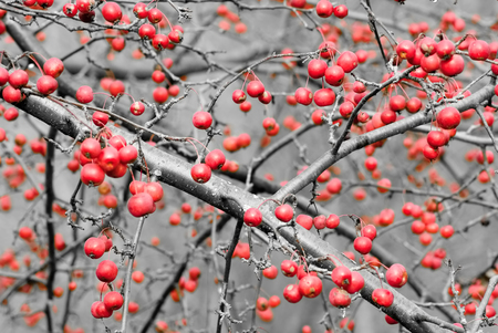 Wild red apples on tree branchesの写真素材