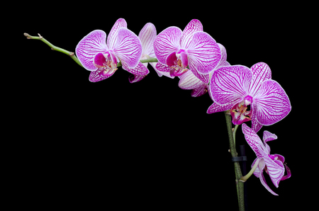 Orchid flowers isolated on a blackの写真素材