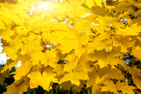Maple leaves branch in autumn forestの写真素材