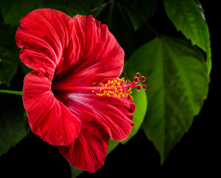 Hibiscus red flower on a black backgroundの写真素材
