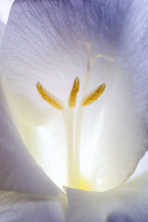 Stamens closeup of gladiolus flowerの写真素材