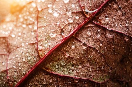 Wet leaf closeup. Autumn rainy photography