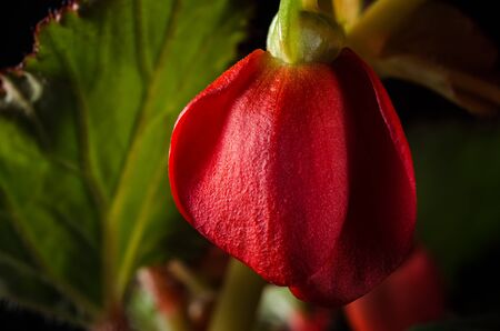 Red flower bushon on blackの写真素材