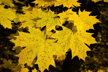 Maple leaves branch in autumn forestの写真素材