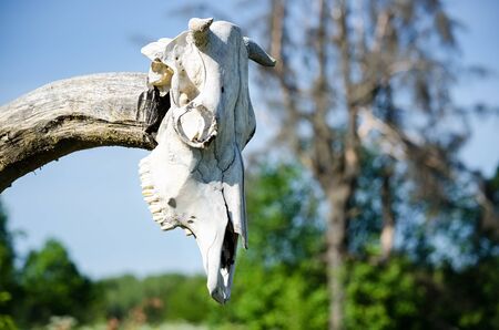 Old skull of cow on wooden postの写真素材