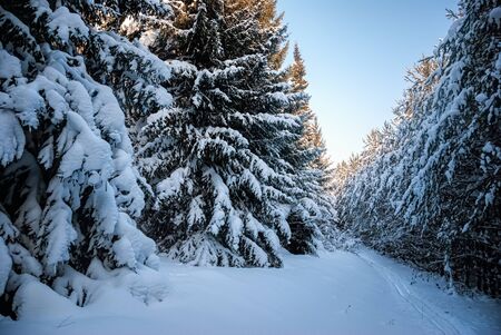 Winter landscape.Snow-covered coniferous forest.の写真素材
