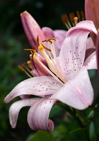 Pink lily flower closeup in gardenの写真素材