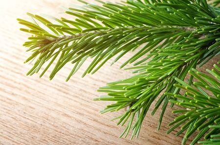 Fir tree branch close-up.Nature background.の写真素材