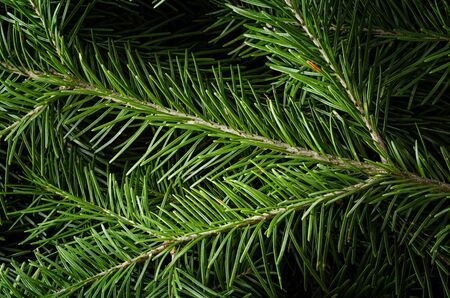 Fir tree branch closeup background