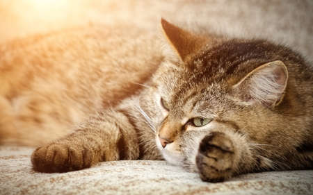 Relax lying brown cat close-upの写真素材