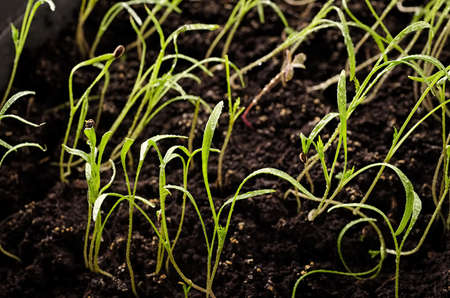 Close-up of green seedling.Green plants growing from seedの写真素材