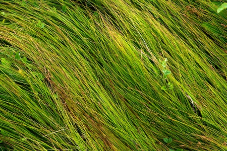 Green grass - abstract natural background