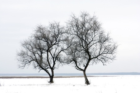 two tree on winter fieldの写真素材