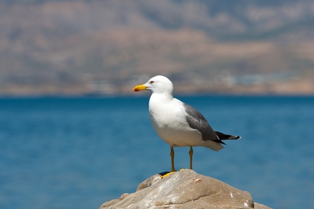 seagull on stone on seaの写真素材