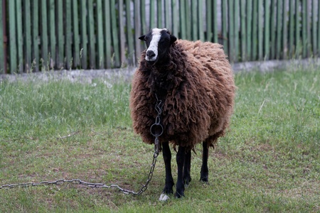 sheep on farm pastureの写真素材