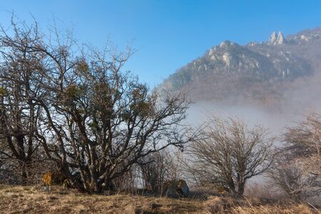 leafless forest in mountains, Crimea, Ukraineの写真素材
